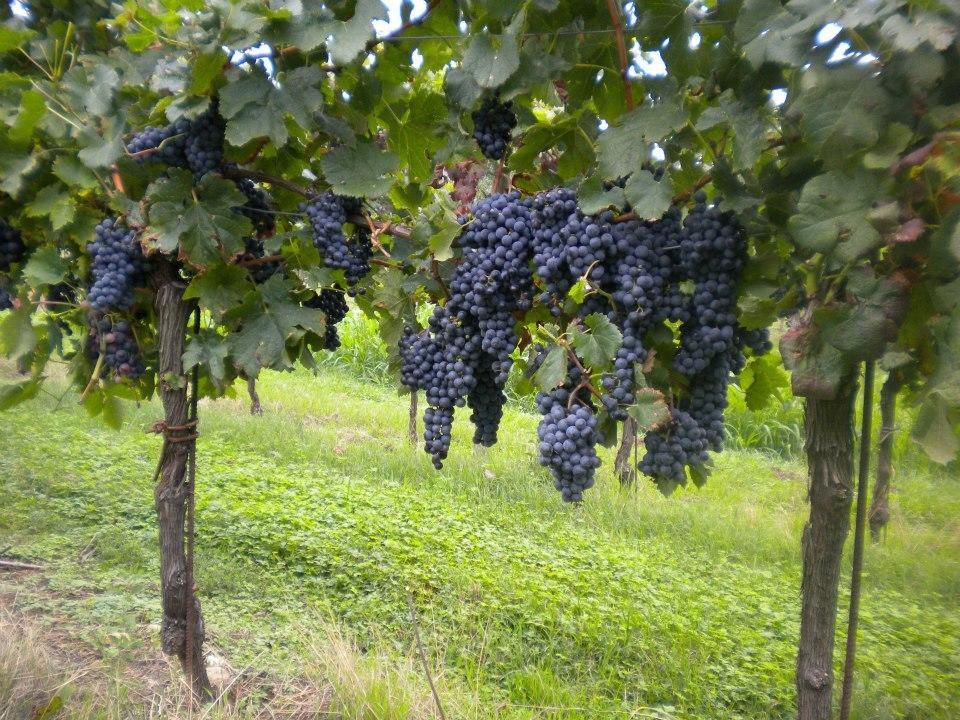 בסאנו דל גראפה Agriturismo Mazzeracca מראה חיצוני תמונה