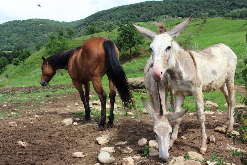 בסאנו דל גראפה Agriturismo Mazzeracca מראה חיצוני תמונה